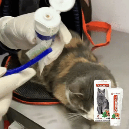 🐶😸 Gel Dental Cinamet Les 60 Ml | Higiene Bucal para perros y gatos